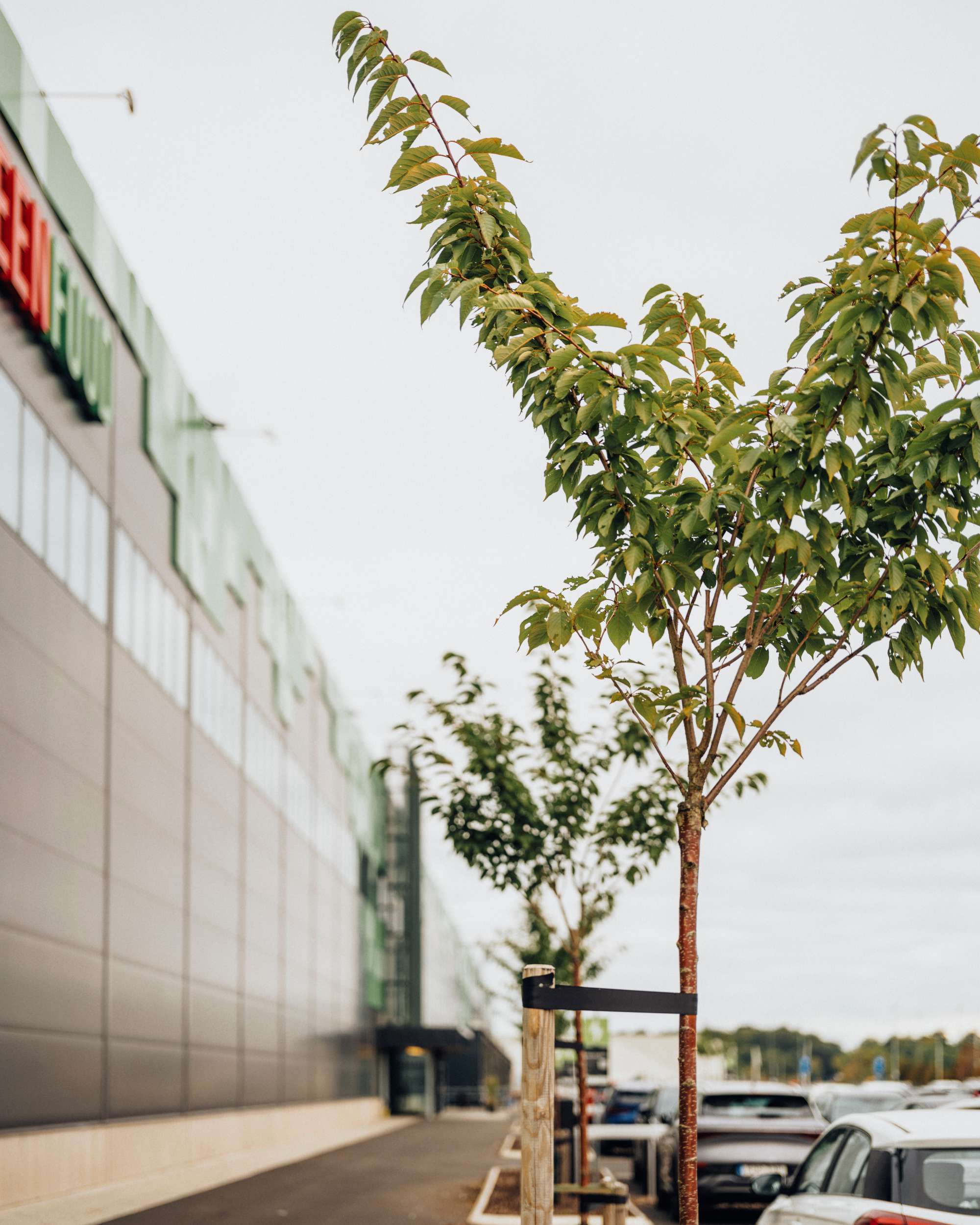 Greenhouse har en djärvt grön exteriör, som matchas av planteringar som ska gynna biologisk mångfald. Träd intill logistikanläggningen.
