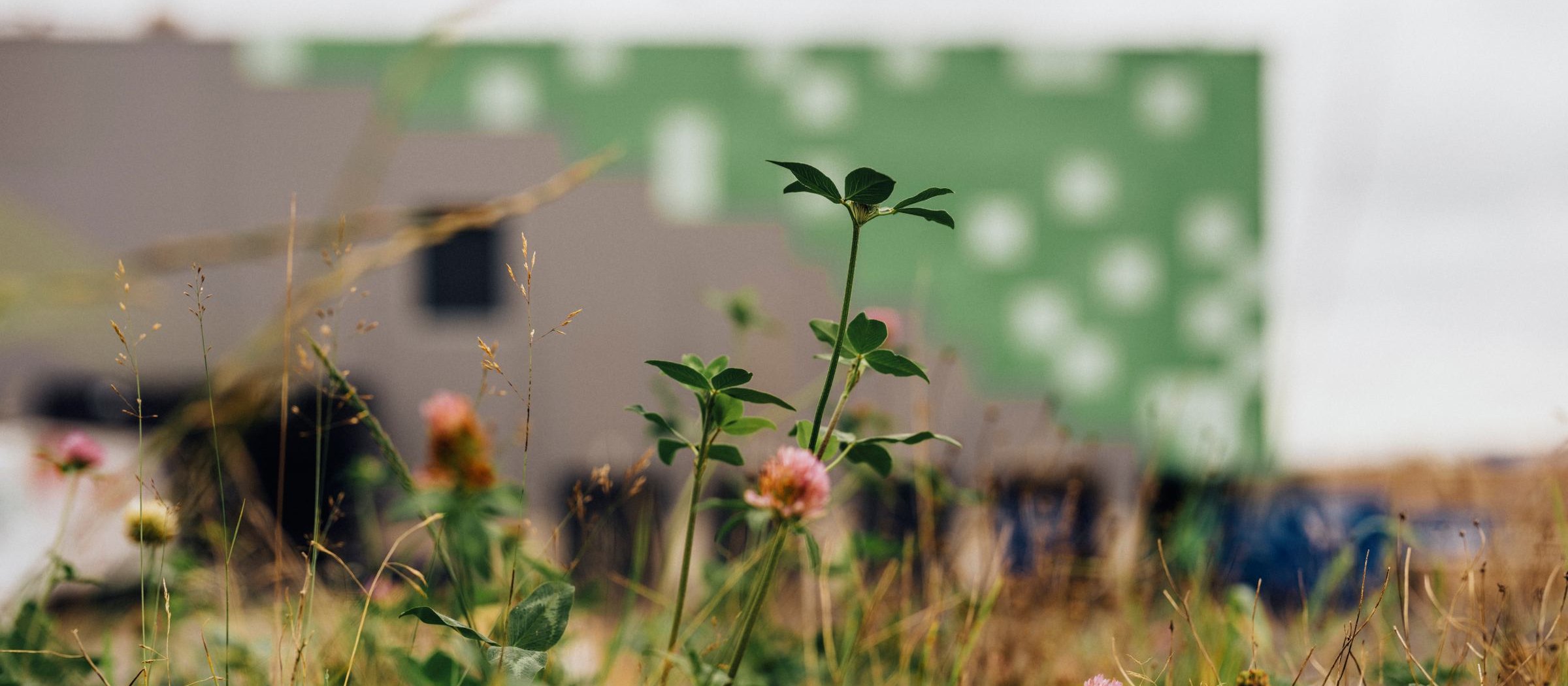 Anläggningen Greenhouse, som Skanska utvecklat för Greenfood, präglas av gröna tankar, bland annat planteringar för biologisk mångfald. Anläggningen Greenhouse med grönska i förgrunden.